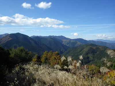 佐中山林全景